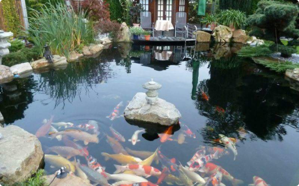 Cải Tạo, Sửa Chữa Hồ Cá Koi