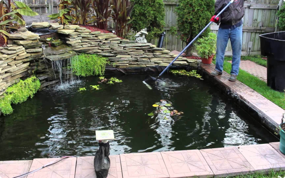 Vệ Sinh, Bảo Dưỡng Hồ Cá Koi